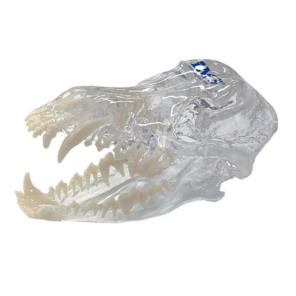 iM3 Skull Model
